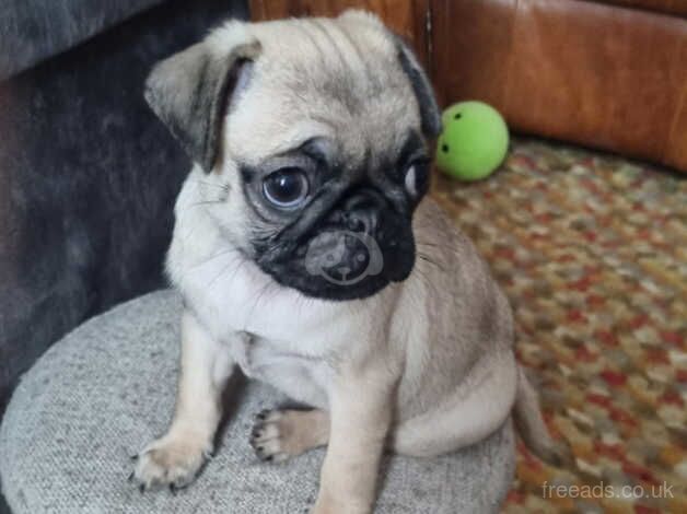 Pug Puppies for sale