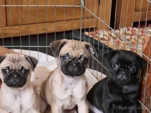 Beautiful Litter Pug Puppies ( Kc Reg ) for sale in London, City of London, Greater London - Image 5