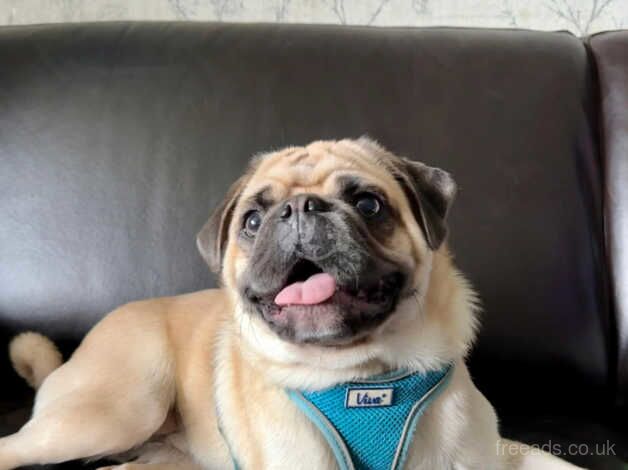 Beautiful Male Pug for sale in Cleethorpes, Lincolnshire - Image 1