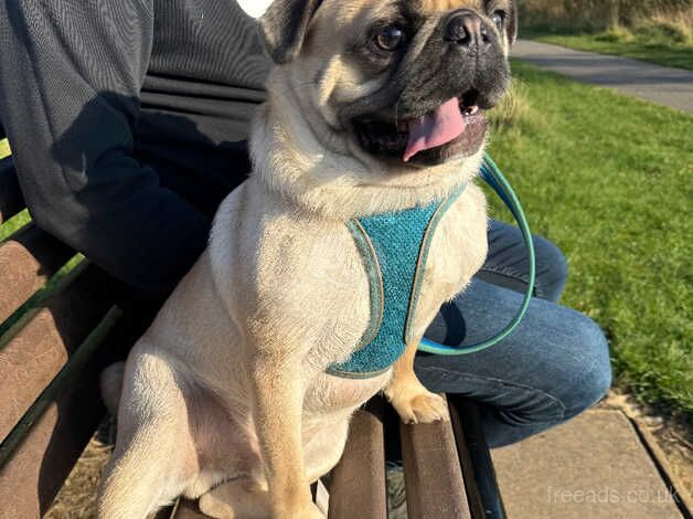 Beautiful Male Pug for sale in Cleethorpes, Lincolnshire - Image 3