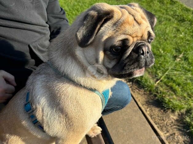 Beautiful Male Pug for sale in Cleethorpes, Lincolnshire - Image 4