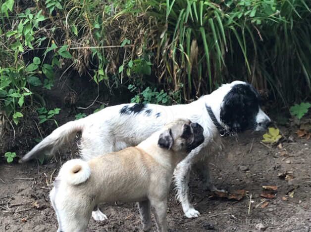 Beautiful Merle pug for sale in Musselburgh, East Lothian - Image 4