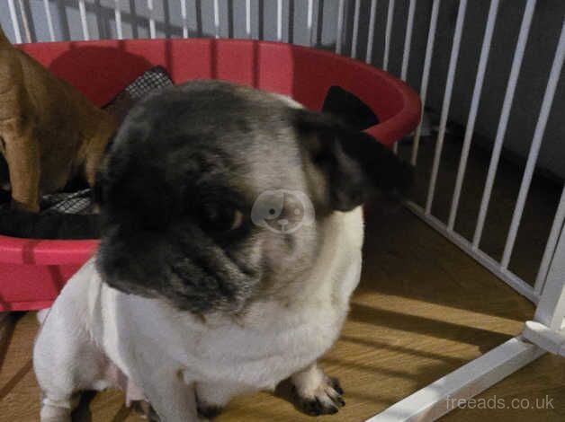 Beautiful pug for sale in Bicester, Oxfordshire - Image 2