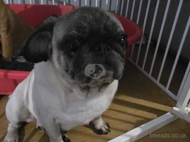 Beautiful pug for sale in Bicester, Oxfordshire - Image 3