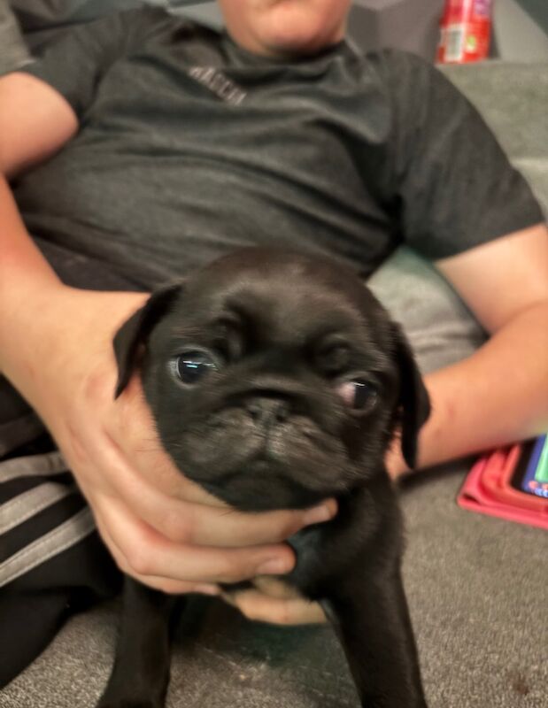 Beautiful pug puppies for sale in Essex