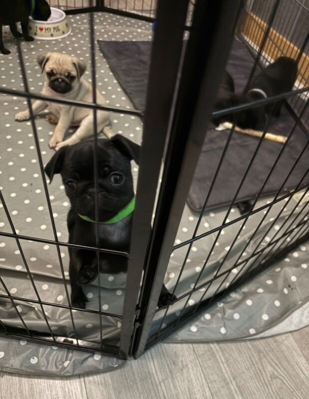 Pugs for sale in Essex