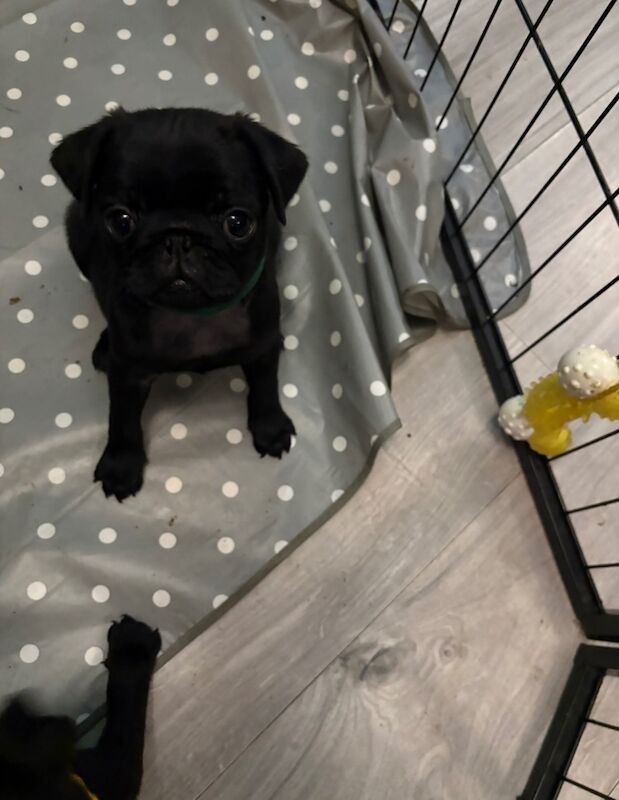 Pug Puppies for sale