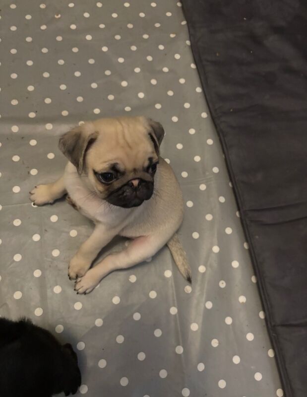 Beautiful pug puppies for sale in Essex - Image 5