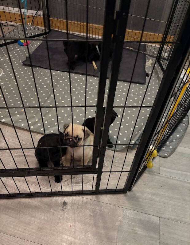 Beautiful pug puppies for sale in Essex - Image 6