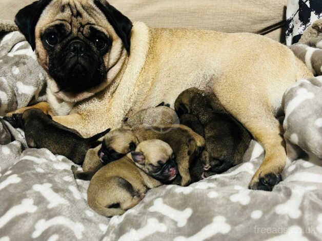 Beautiful pug puppies, 3 girls and 4 boys. for sale in Swindon, Wiltshire - Image 1