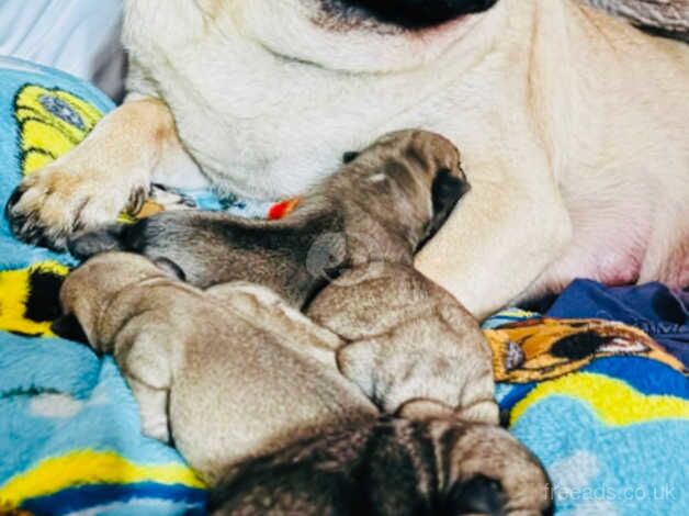 Pug Puppies for sale in Wiltshire