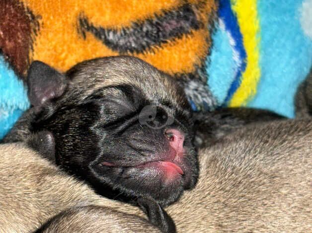 Beautiful pug puppies, 3 girls and 4 boys. for sale in Swindon, Wiltshire - Image 4