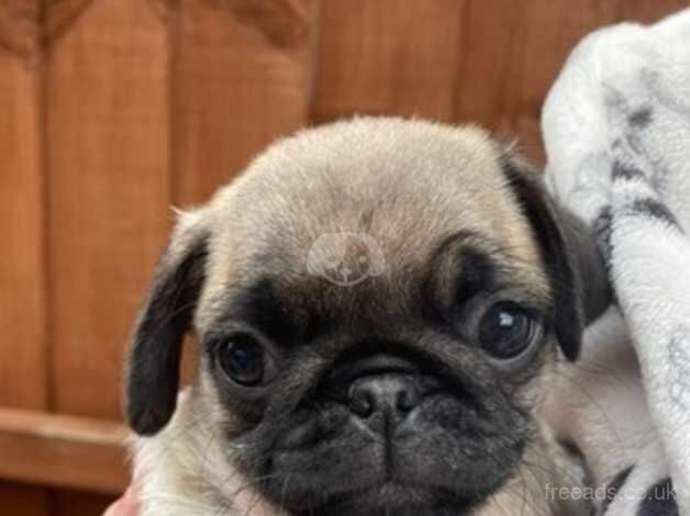 Beautiful pug puppies from a first litter. for sale in Luton, Devon - Image 1