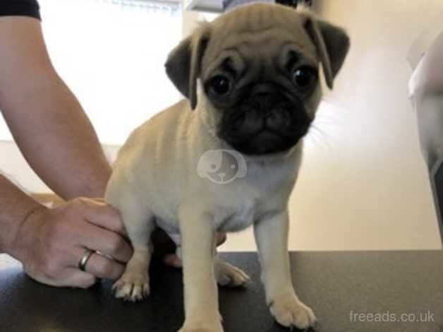 Beautiful pug puppies from a first litter. for sale in Luton, Devon - Image 2