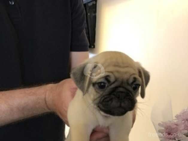 Beautiful pug puppies from a first litter. for sale in Luton, Devon - Image 3