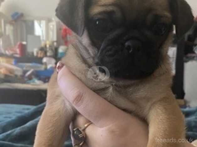 Beautiful pug puppies from a first litter. for sale in Luton, Devon - Image 4