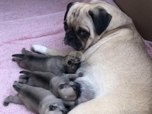 Beautiful pug puppies from a first litter. for sale in Luton, Devon - Image 5