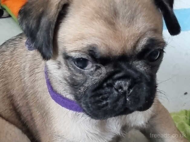 Beautiful pug puppies for sale in Birmingham, West Midlands