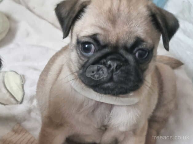 Beautiful pug puppies for sale in Birmingham, West Midlands - Image 2