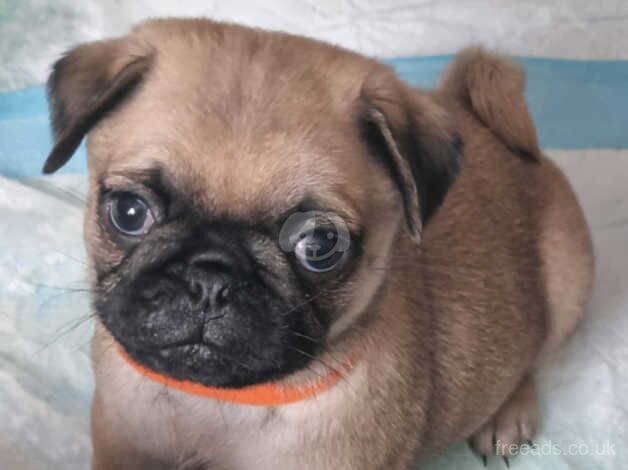 Beautiful pug puppies for sale in Birmingham, West Midlands - Image 3