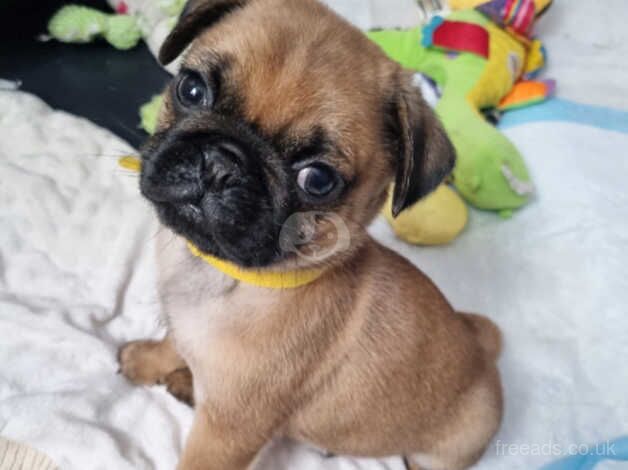 Beautiful pug puppies for sale in Birmingham, West Midlands - Image 4