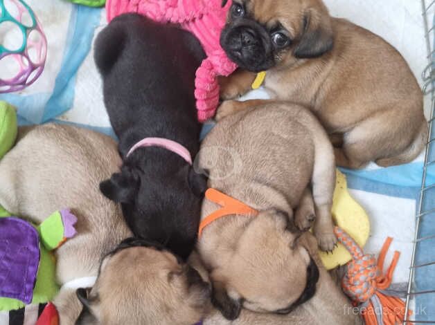 Beautiful pug puppies for sale in Birmingham, West Midlands - Image 5