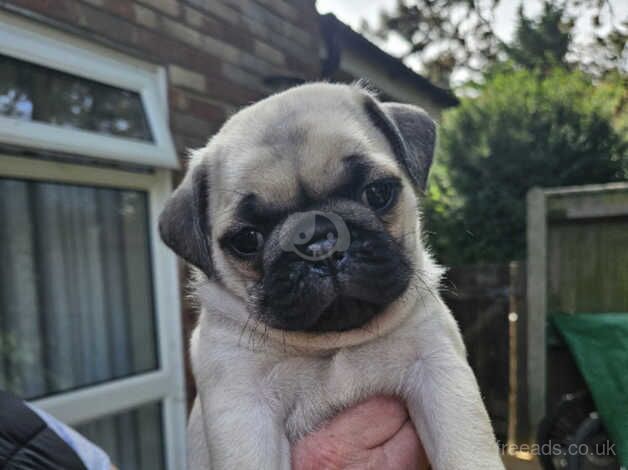 Beautiful Pug Puppies for sale in Great Yarmouth, Norfolk