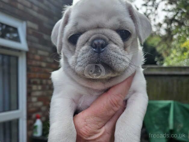 Beautiful Pug Puppies for sale in Great Yarmouth, Norfolk - Image 2