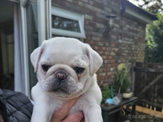 Beautiful Pug Puppies for sale in Great Yarmouth, Norfolk - Image 3