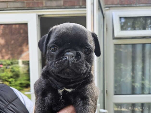 Beautiful Pug Puppies for sale in Great Yarmouth, Norfolk - Image 4