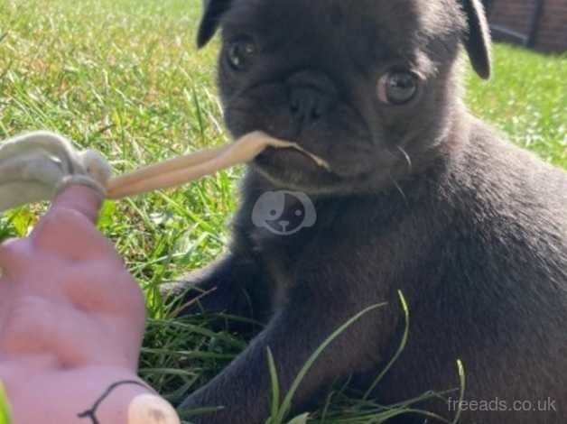 Stunning pug puppy only 1 girl available!! for sale in Billingham, County Durham