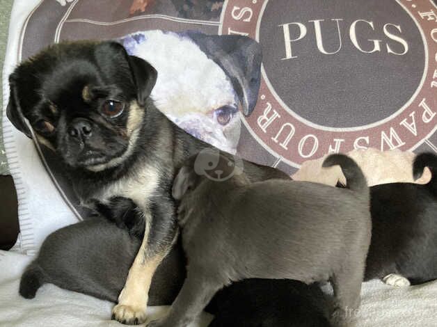 Stunning pug puppy only 1 girl available!! for sale in Billingham, County Durham - Image 2