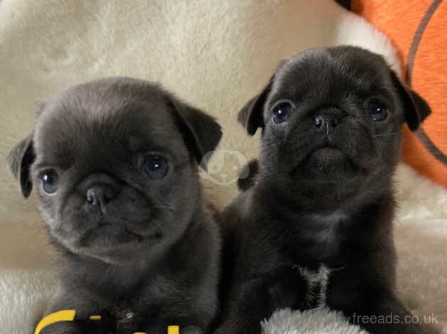 Stunning pug puppy only 1 girl available!! for sale in Billingham, County Durham - Image 3