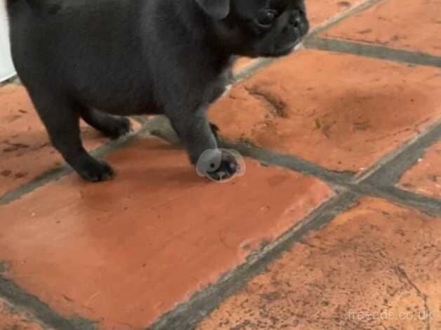 Stunning pug puppy only 1 girl available!! for sale in Billingham, County Durham - Image 4