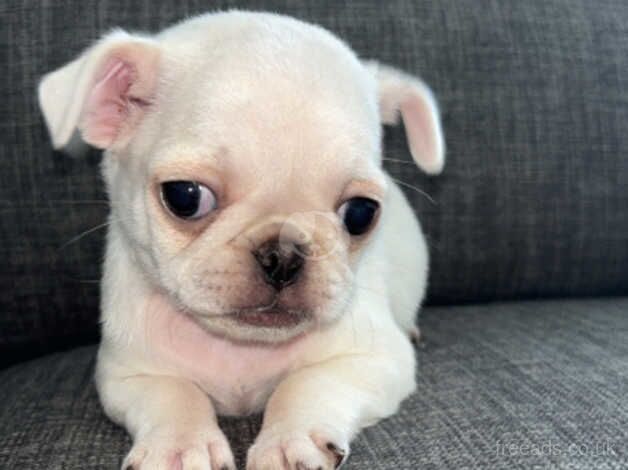 Beautiful puppy pugs for sale in Newport - Image 2