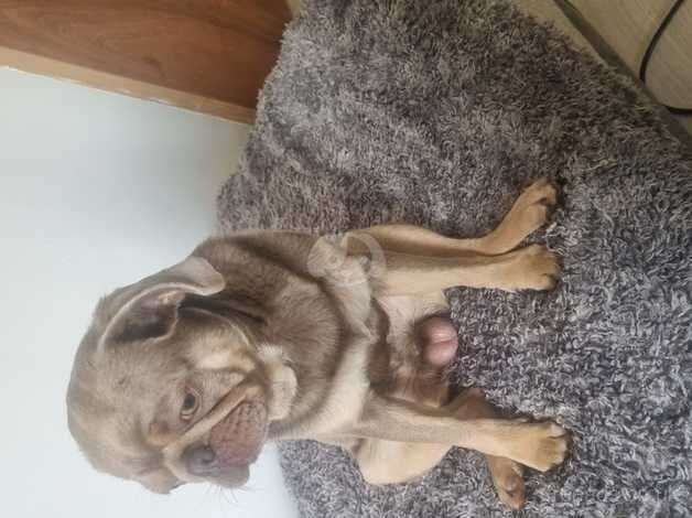 Beautiful tan and lilac 12month male pug. for sale in Morpeth, Northumberland