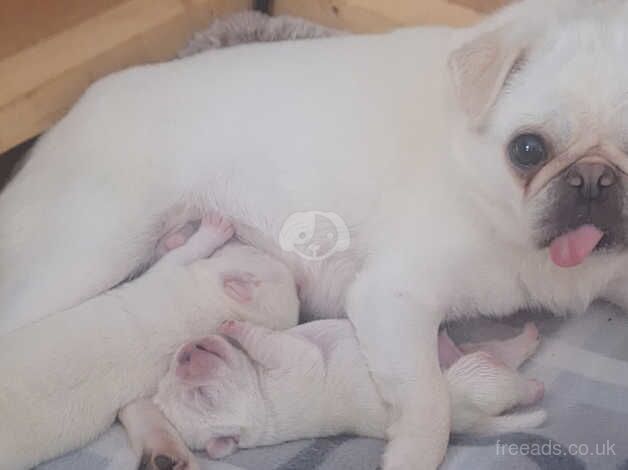 Beautiful white Pugs for sale in Merthyr Tydfil