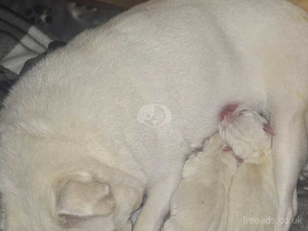 Beautiful white Pugs for sale in Merthyr Tydfil - Image 3