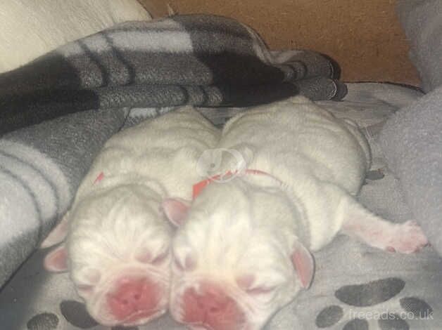 Beautiful white Pugs for sale in Merthyr Tydfil - Image 4