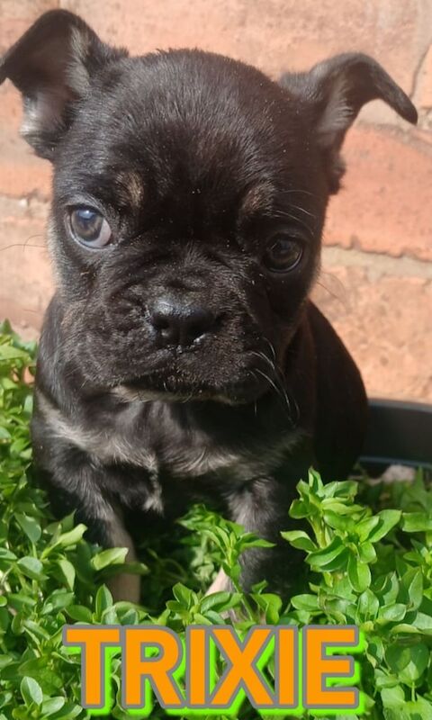 Beautifull FRUGS ..PUG X FRENCHY-READY for sale in Erdington, West Midlands