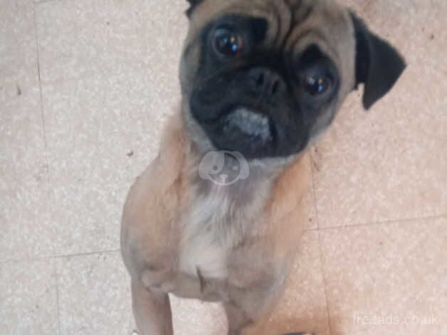 Benson pug for sale in Rotherham, South Yorkshire