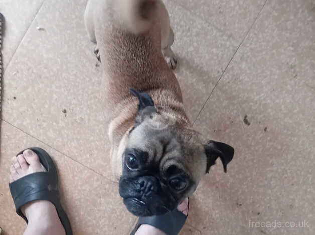 Benson pug for sale in Rotherham, South Yorkshire - Image 2