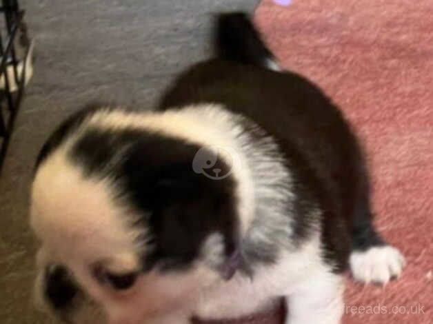 Black and white Panda Pug puppy for sale in Duns, Scottish Borders