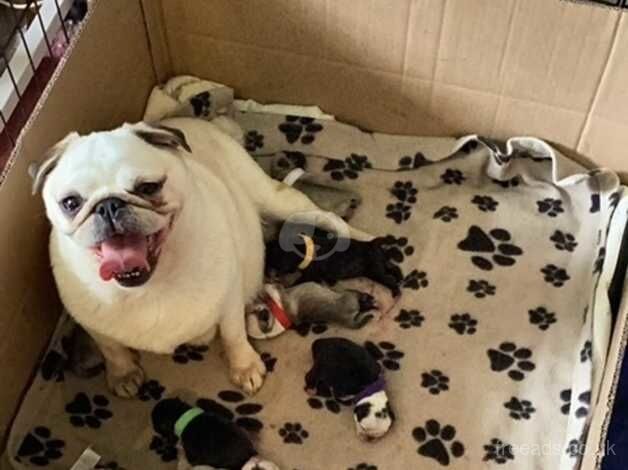 Black and white Panda Pug puppy for sale in Duns, Scottish Borders - Image 3