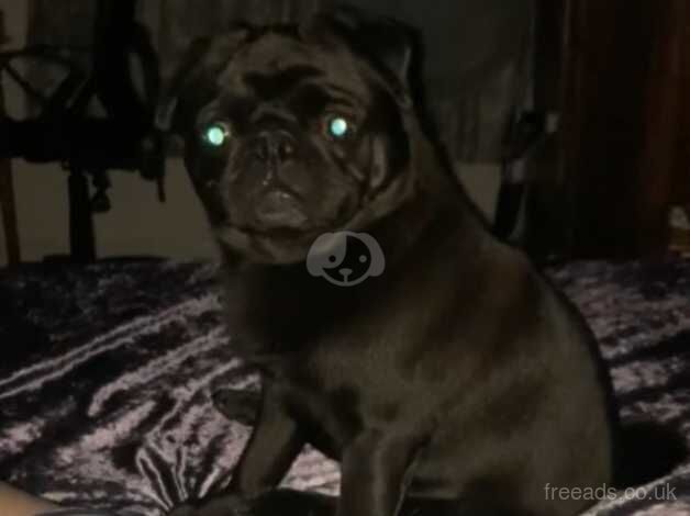 Black pug for sale in Leyland, Lancashire - Image 2