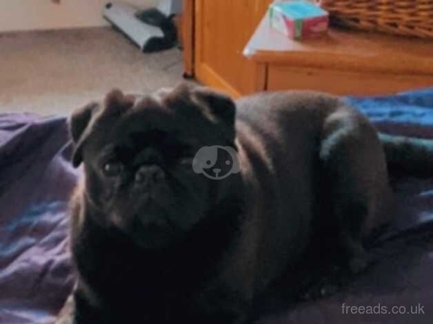 Black pug for sale in Leyland, Lancashire - Image 4