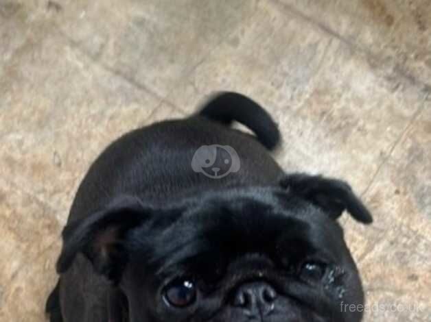 Black Pug for sale in Melton Ross, Lincolnshire