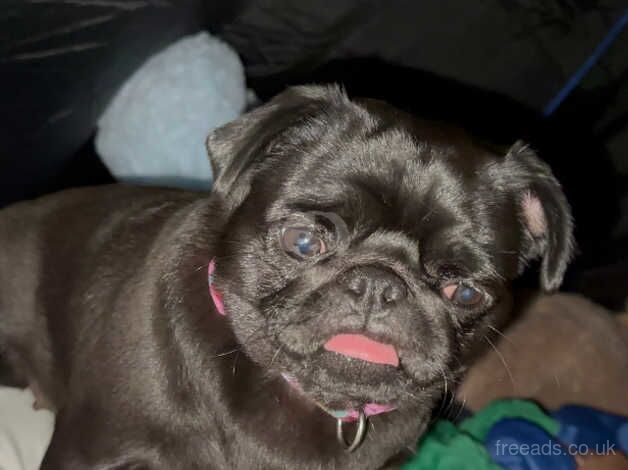 Black Pug for sale in Melton Ross, Lincolnshire - Image 2