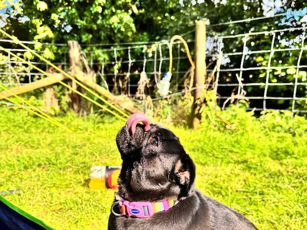 Pug Puppies for sale in Lincolnshire