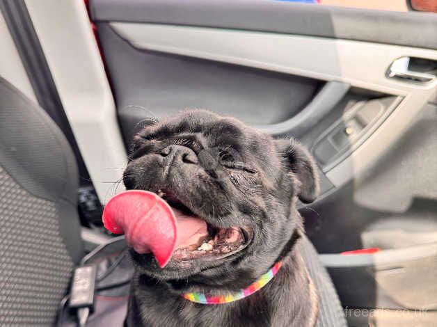 Black Pug for sale in Melton Ross, Lincolnshire - Image 4